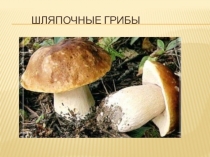Презентация по биологии на тему Шляпочные грибы 7 класс