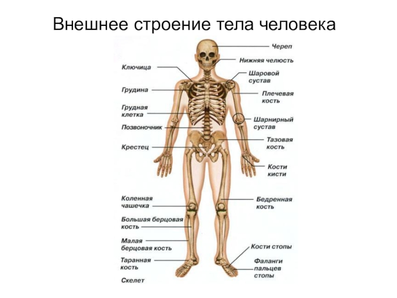 Изображение человека 4 класс окружающий мир