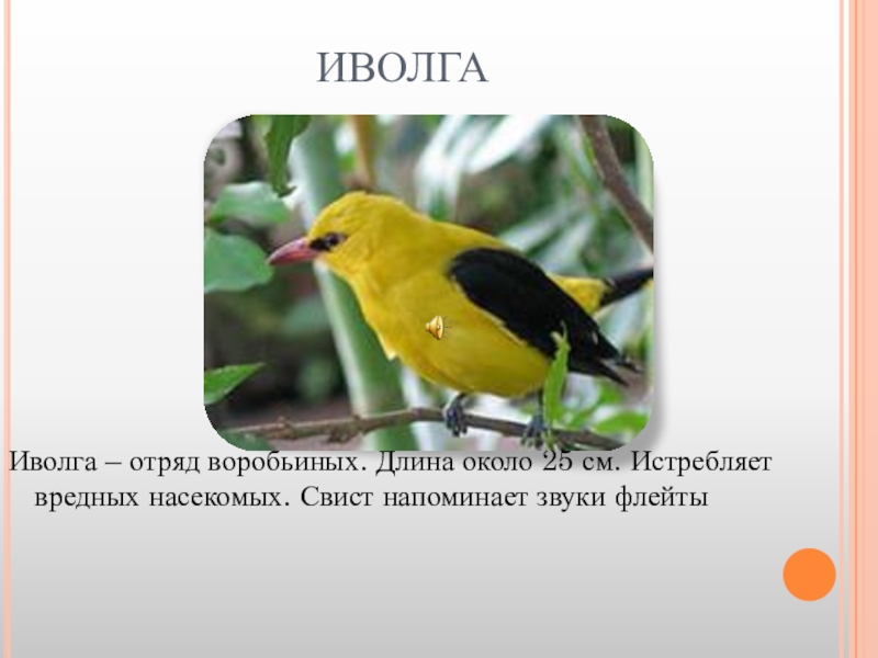 Составить из иволга. Птицы Ростовской области. Певчие птицы Ростовской области. Птицы Ростовской области с названиями. Желтая птица в Ростовской области.