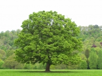 Презентация и разработка урока биологии в 6 классе Рспространение плодов и семян