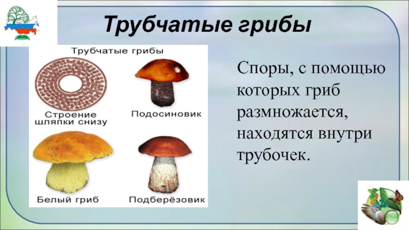 Чем трубчатые грибы отличаются