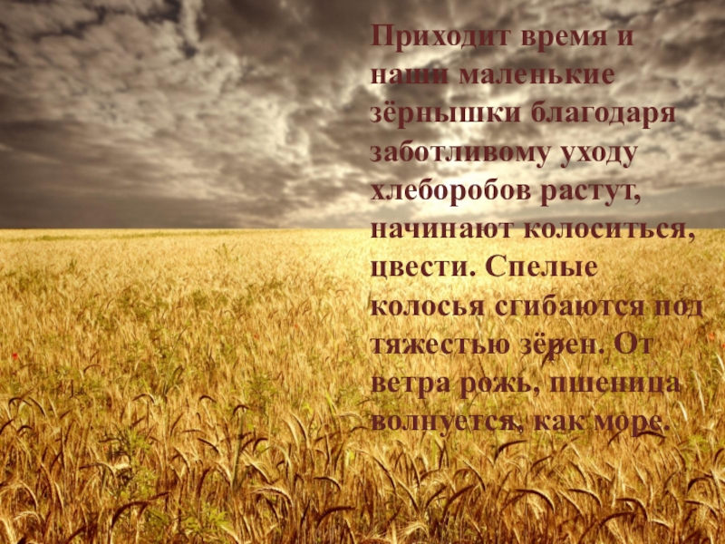 В гостях у хлеборобов текст 4 класс. Стихи про колосья. Стихи про хлеборобов. Стихотворение о хлеборобах. Стихи о хлеборобах короткие и красивые.