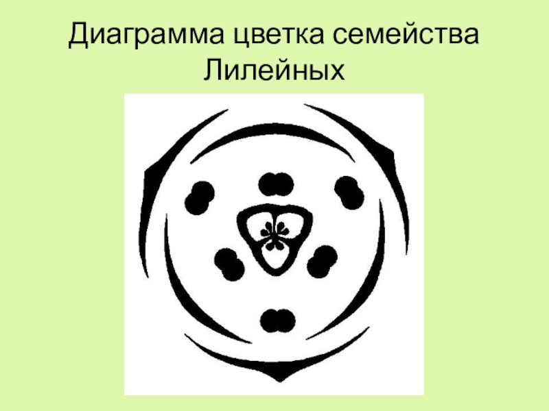 Диаграммы семейств. Семейство Лилейные диаграмма цветка. Лилейные растения диаграмма цветка. Формула и диаграмма цветка лилейных. Диаграмма семейства лилейных.