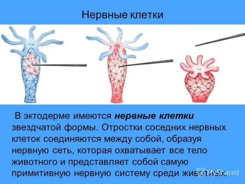 Нервная система кишечнополостных. Строение нервных клеток гидры эктодерма. Нервные клетки кишечнополостных. Клетки эктодермы нервная клетка. Строение нервной клетки гидры.