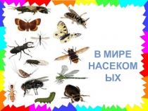Презентация В мире насекомых