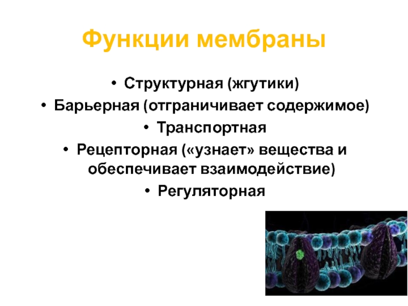 Функции мембраныСтруктурная (жгутики)Барьерная (отграничивает содержимое)ТранспортнаяРецепторная («узнает» вещества и обеспечивает взаимодействие)Регуляторная