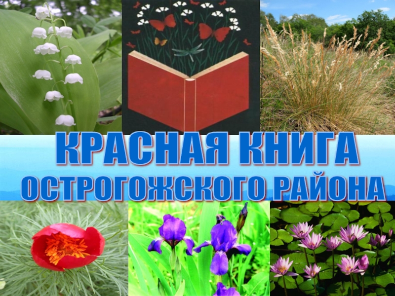 Презентация по окружающему миру Красная книга Острогожского района 3 класс