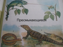 Презентация по биологии на тему Внутреннее строение пресмыкающихся