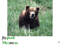 Презентация. Дикие животные, с аудио.