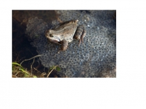 Презентация по биологии  Размножение 9 класс