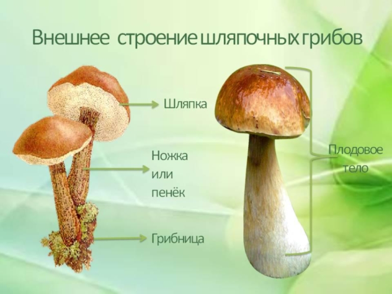 Класс биология грибы. Грибница шляпочных грибов. Шляпочные грибы 5 класс биология. Классификация шляпочных грибов. Презентация по биологии 5 класс Шляпочные грибы.