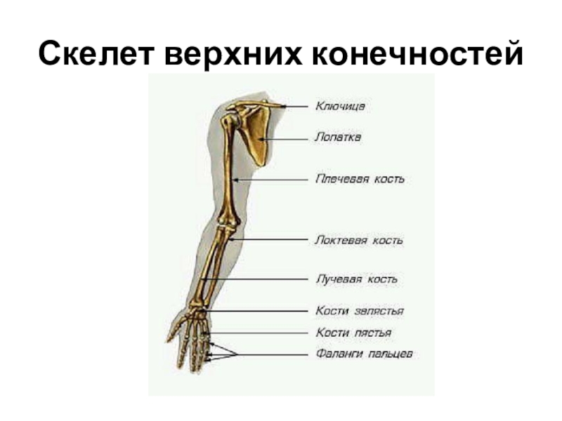 Картинка плеча и предплечья человека