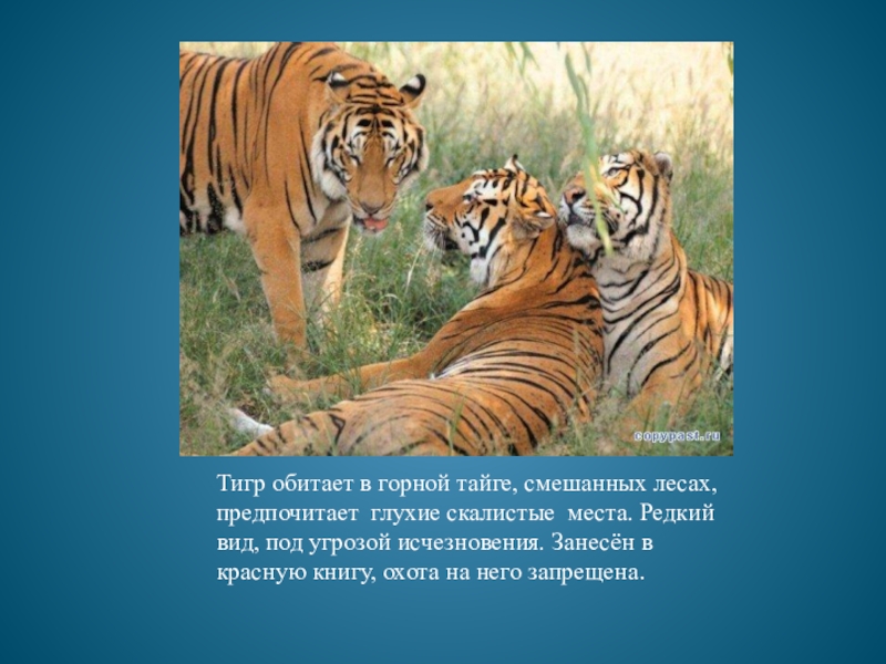 Уссурийский тигр и панда являются представителями. Амурский тигр в тайге живет. Уссурийский тигр. Тигр обитает в смешанных лесах.