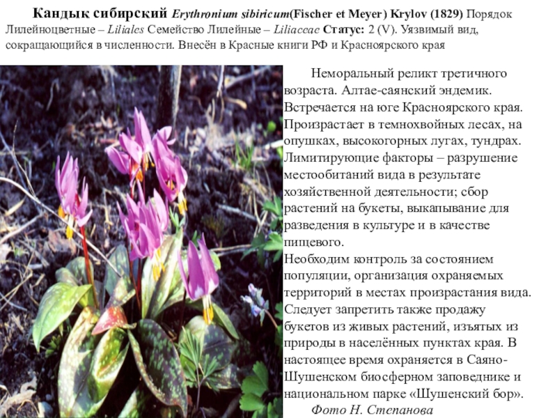 Кандык сибирский Erythronium sibiricum(Fischer et Meyer) Krylov (1829) Порядок Лилейноцветные – Liliales Семейство Лилейные – Liliaceae Статус: 2