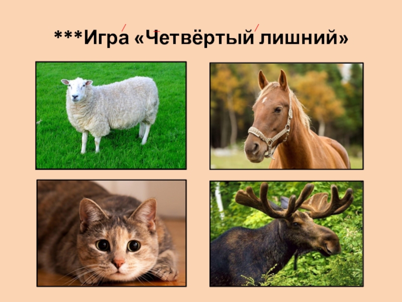 Какое животное лишнее. 4 Лишний Дикие и домашние животные. Кто лишний домашние и Дикие животные. Игра четвертый лишний. Карточки домашних животных 4 лишний.