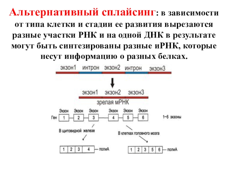 Регуляция транскрипции и трансляции в клетке и организме урок 10 класс презентация