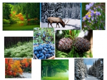 Презентация по биологии на тему Органы цветкового растения (6 класс)