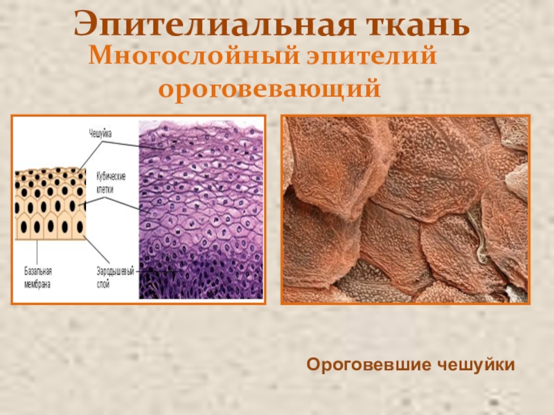 Кожа какая ткань. Многослойный плоский ороговевающий эпителий. Эпителиальная ткань многослойный ороговевающий эпителий. Многослойный плоский ороговевающий эпителий строение. Эпителии многгслойный опрговеющий.