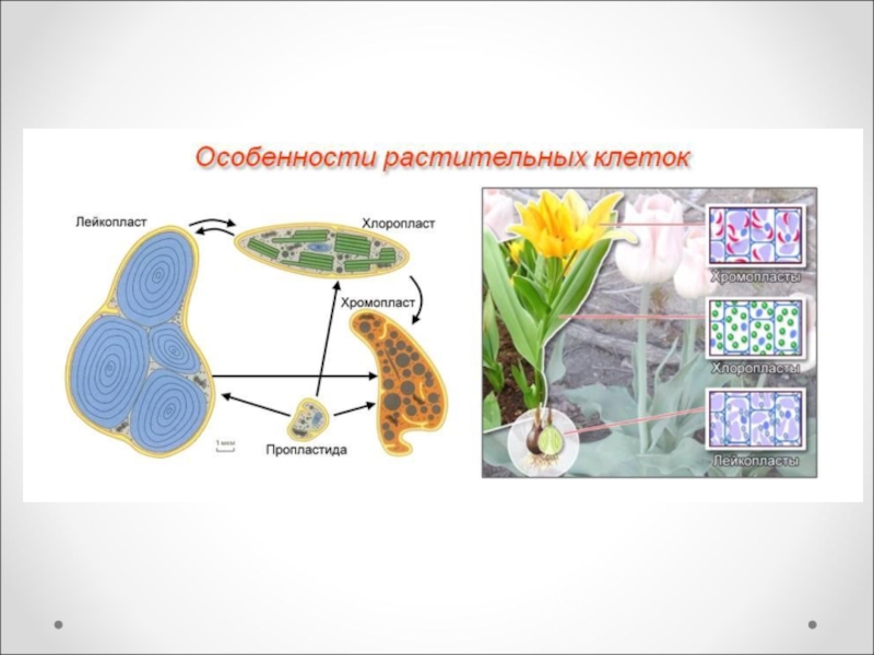 Тема клетка 9 класс. Лейкопласты в растительной клетке. Особенности растительной клетки. .Особенности растительных клето. Особенности клеток растений.