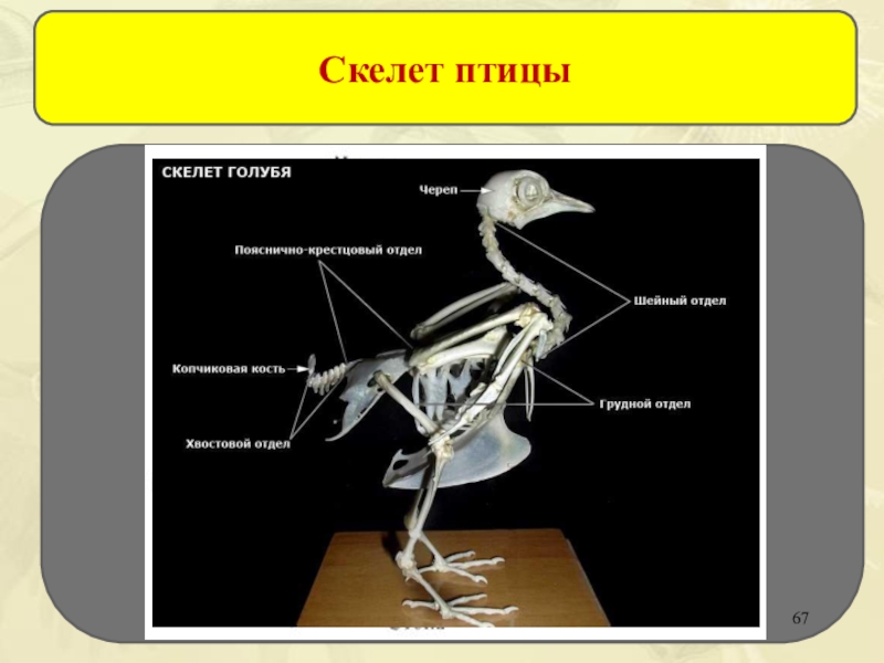 Вилочка у птиц это. Кости позвоночника скелета птицы. Строение скелета птицы. Скелеты птиц с названиями. Скелет птицы и название костей.