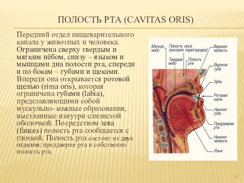Ротовая полость образована. Ротовая полость анатомия латынь. Строение ротовой полости на латыни. Cavitas Oris ротовая полость. Полость рта анатомия на латинском.
