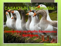 Сөйлемдегі сөздердің байланысы. Қаздарым