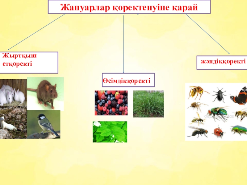 Жануарлардың көптүрлілігі 5 сынып презентация