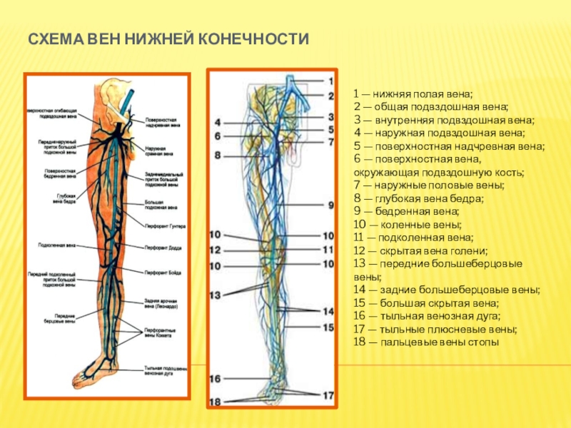 Подвздошная вена на ноге фото