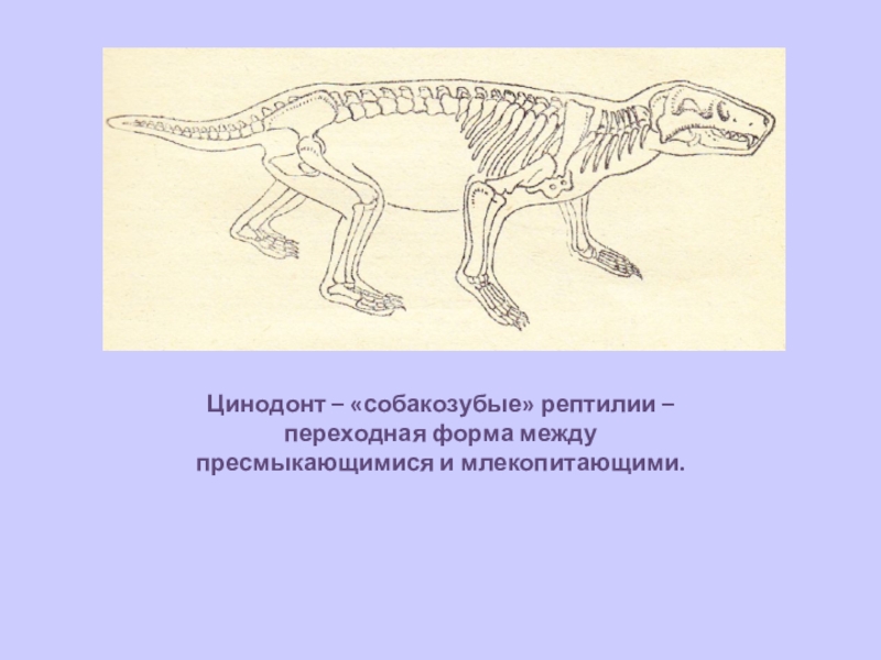 Переходные формы пресмыкающиеся млекопитающие