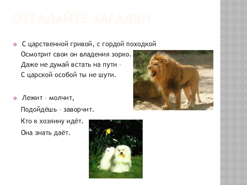 Отгадайте загадкиС царственной гривой, с гордой походкой Осмотрит свои он владения зорко. Даже не думай