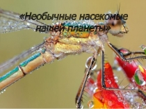 Научный Проект Необычные насекомые