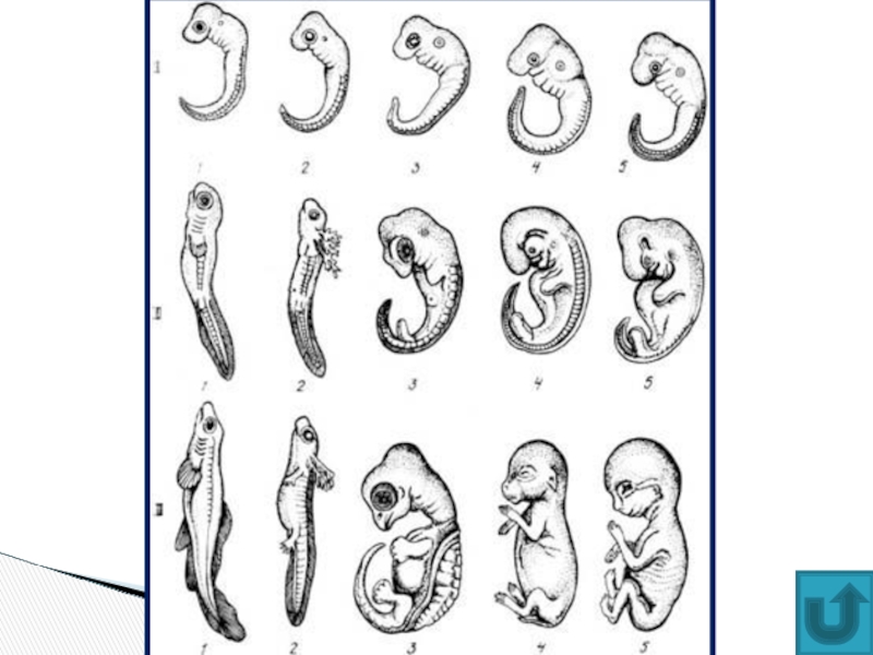 Онтогенез позвоночных закон геккеля. Эволюция эмбриона Геккель. Рекапитуляция Геккель. Биогенетический закон Геккеля Мюллера. Этапы зародышевого развития позвоночных животных.