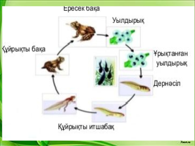 Тура даму және түрленіп даму презентация