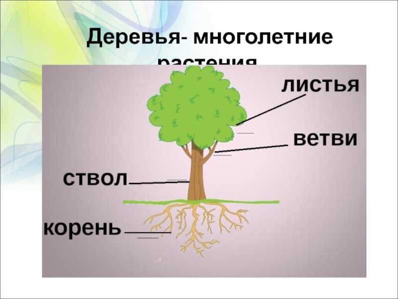 Презентация деревья. Дерево корень ствол листья. Дерево для презентации. Многолетние деревья презентация. Скелеты деревьев и кустарников.