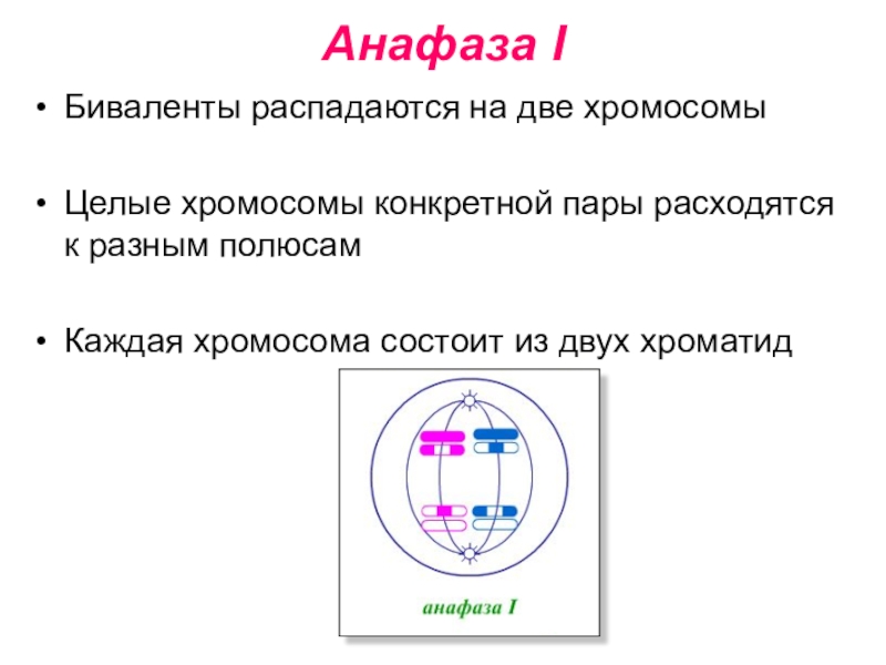 Мейоз анафаза 2 набор хромосом. Биваленты. Набор хромосом в анафазе мейоза 1. В экваториальной плоскости располагаются биваленты. Биваленты хромосом.
