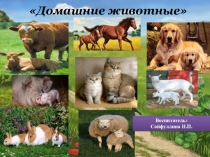 Презентация для средней группы на тему: Домашние животные