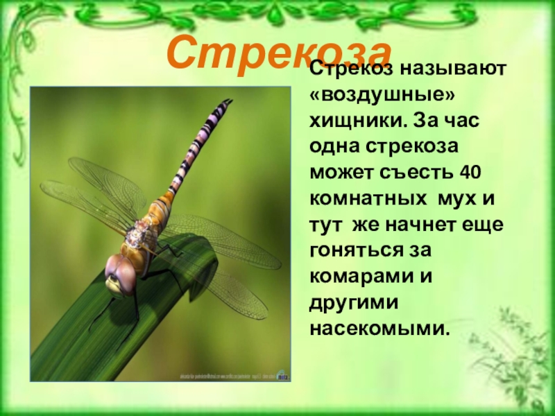 Стрекоза презентация. Сообщение о стрекозе. Стрекоза описание. Рассказ о стрекозе. Доклад про стрекозу.