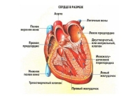 Сердце биология 8 класс. Схема строения сердца продольный разрез. Сердце в разрезе биология. Продольный разрез сердца анатомия. Сердце анатомия ЕГЭ.