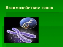 Презентация по биологии на тему Взаимодействие генов