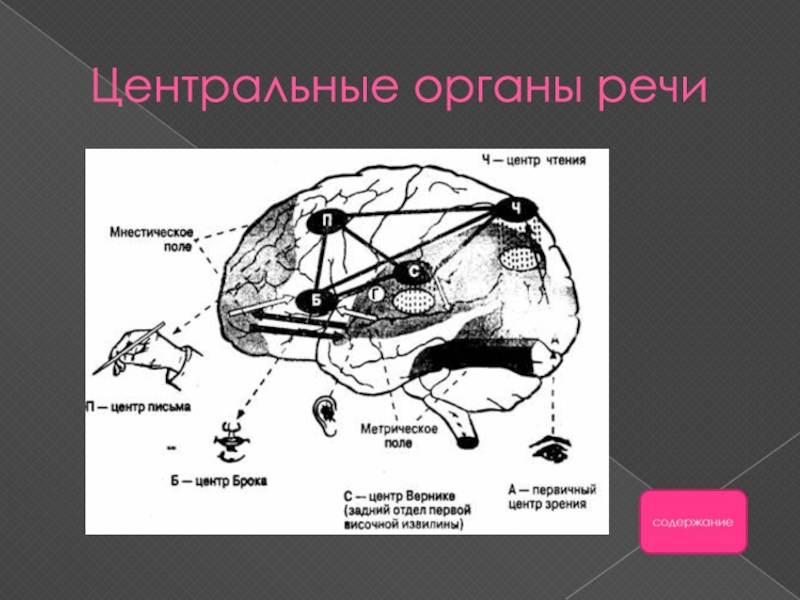 Центральные органы. Центральные органы речи. Центральные органы речи по Крамеру. Центральный орган речи и его механизмы. Центральными органами речи по в.в. Крамеру являются:.