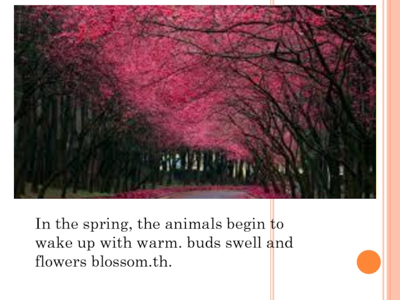 In the spring, the animals begin to wake up with warm. buds swell and flowers blossom.th.