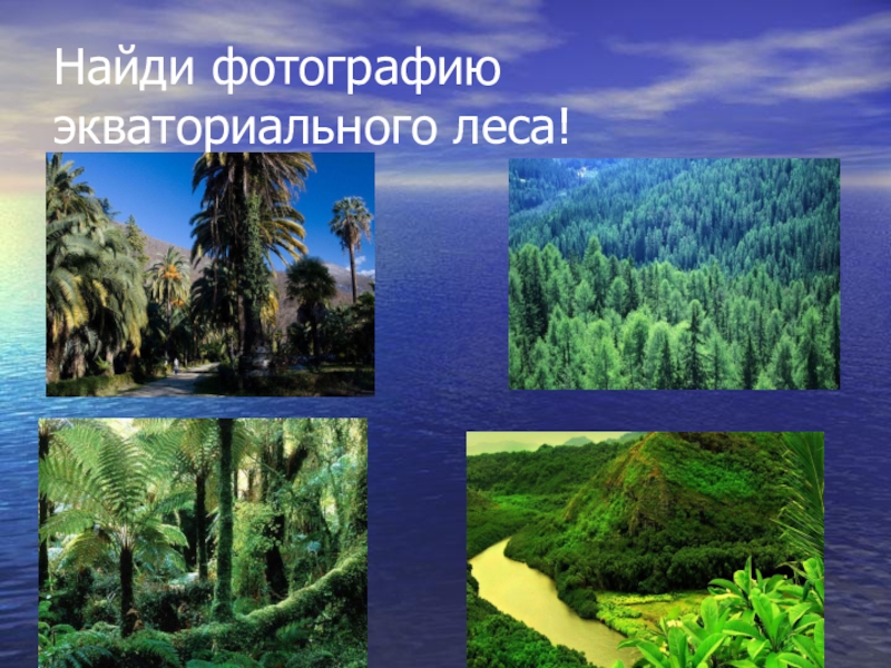 Влажные экваториальные леса это природная зона. Растения влажных экваториальных лесов Евразии. Природные зоны экваториальные леса. Экваториальный лес презентация. Природные зоны влажных экваториальных лесов.
