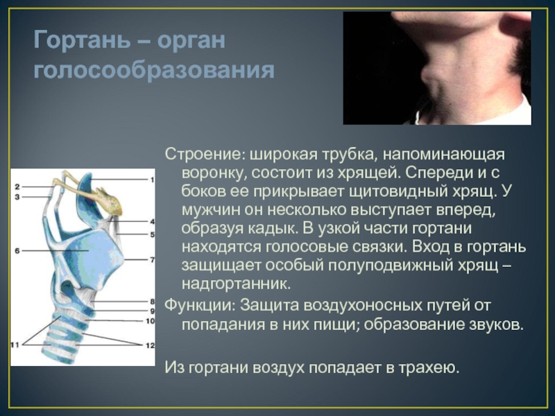 Во сколько появляется кадык. Строение щитовидного хряща. Щитовидный хрящ гортани. Щитовидный хрящ у мужчин.