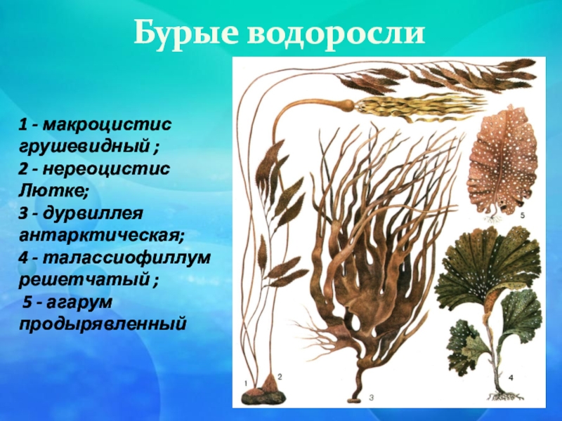 Химические водоросли проект