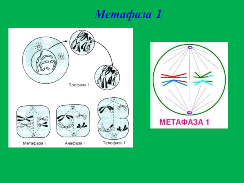 Метафаза 1 мейоза 1 рисунок