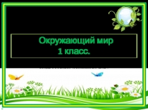 Презентация по окружающему миру Что растет на подоконнике в классе?