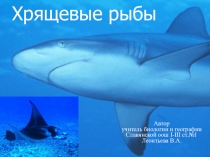 Презентация по теме Хрящевые рыбы