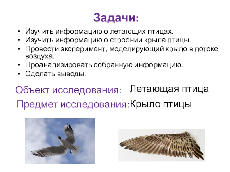 Методы полет птицы. Принцип полета птицы. Методы изучения перелетов птиц. Приспособление птиц в полете. Презентация изучение птиц.