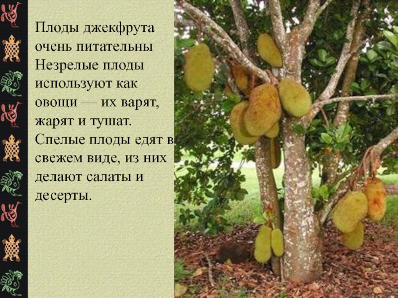 Хлебное дерево плоды фото как едят