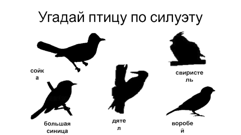 Узнать птицу. Узнай птицу по силуэту. Найди тень птицы. Задания по силуэтам птиц. Угадай птицу по силуэту для дошкольников.